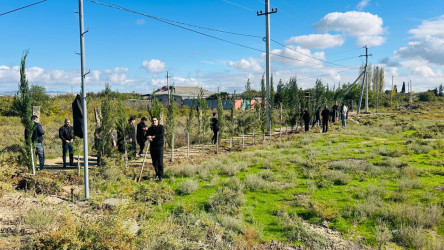 28 oktyabr 2024-cü il tarixdə "Yaşıl dünya naminə həmrəylik ili" ilə əlaqədar Hacıqabul rayonunda növbəti ağacəkmə aksiyası keçirilmişdir.